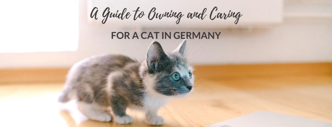 buy a maine coon cat in germany